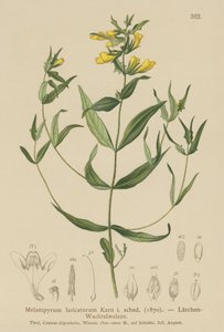 Trigo vacuno pequeño (Melampyrum laricetorum, Melampyrum carpathicum, Melampyrum sylvaticum) de German School